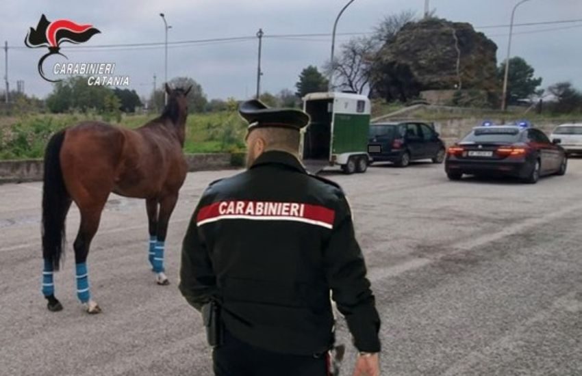 Cavallo lanciato al galoppo in strada: scoperto allenamento illegale a Camporotondo Etneo