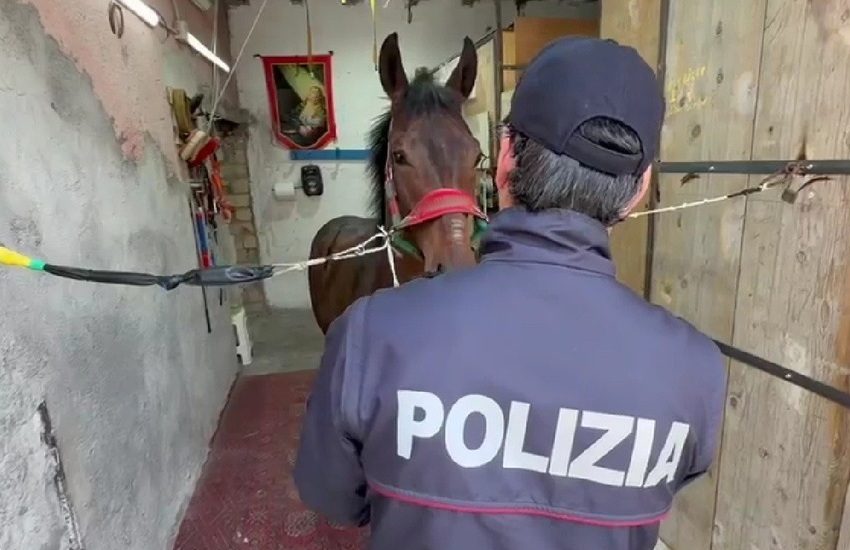 corse clandestine e spari nelle campagne del catanese trovati i cavalli e uno dei fantini da Dayitalianews.com corse clandestine e spari nelle campagne del catanese trovati i cavalli e uno dei fantini