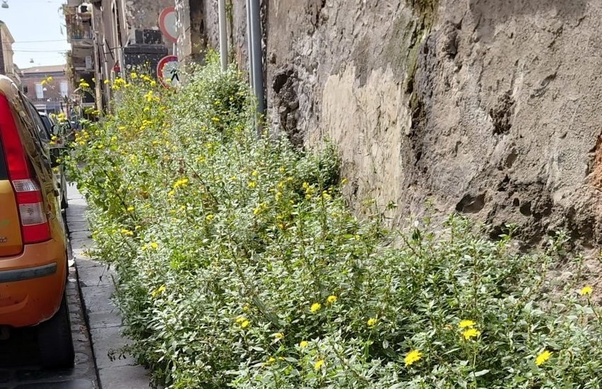 centro storico di catania invaso dalle erbacce richiesta di intervento urgente del consigliere giuseppe buglio da Dayitalianews.com centro storico di catania invaso dalle erbacce richiesta di intervento urgente del consigliere giuseppe buglio