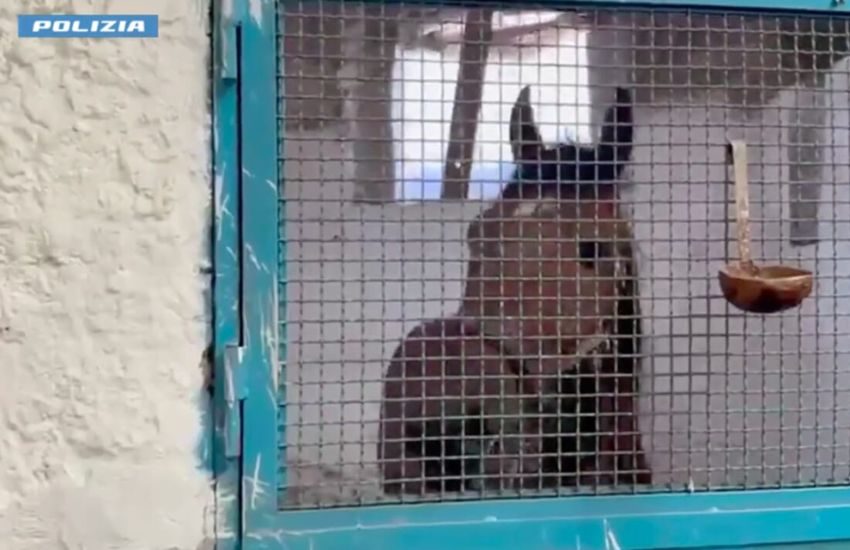 operazione zoccolo duro a catania sequestrati 13 cavalli denunce e stalle abusive nel mirino da Dayitalianews.com operazione zoccolo duro a catania sequestrati 13 cavalli denunce e stalle abusive nel mirino
