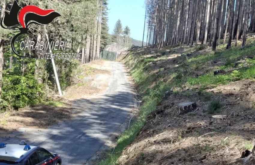 sequestro nel vibonese taglio illegale di 372 alberi a nardodipace da Dayitalianews.com sequestro nel vibonese taglio illegale di 372 alberi a nardodipace