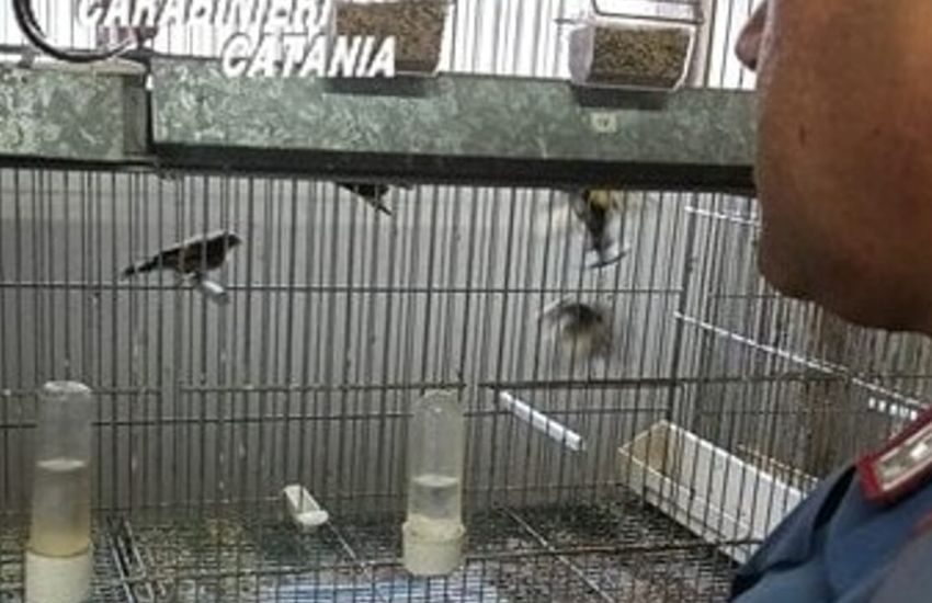 aci sant8217antonio scoperta fauna selvatica protetta detenuta illegalmente denunciato un 30enne da Dayitalianews.com aci sant8217antonio scoperta fauna selvatica protetta detenuta illegalmente denunciato un 30enne