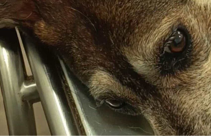 cagnolina lanciata dal quarto piano a san giovanni la punta presentata denuncia per uccisione e maltrattamento da Dayitalianews.com cagnolina lanciata dal quarto piano a san giovanni la punta presentata denuncia per uccisione e maltrattamento