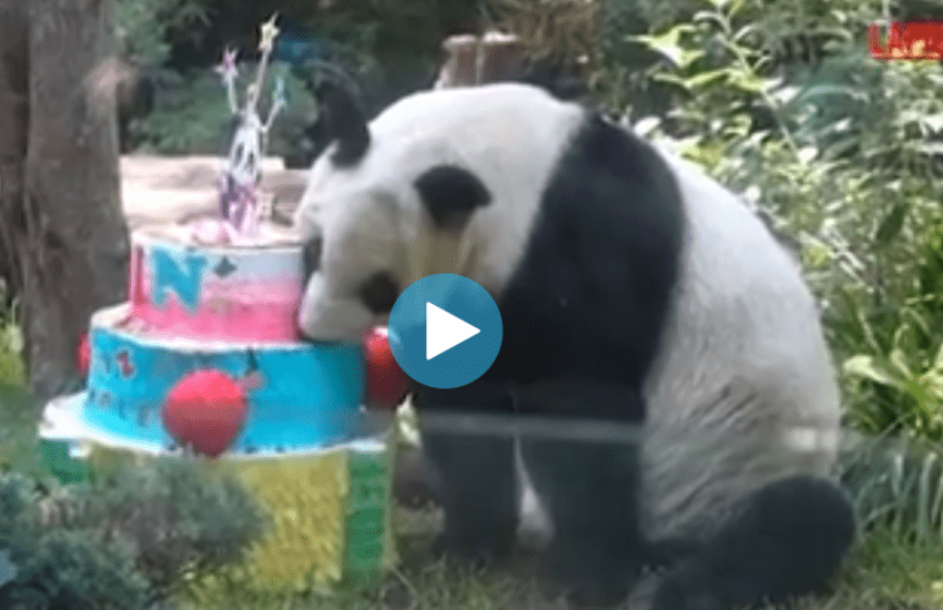 messico grande festa allo zoo per xin xin la panda gigante compie 36 anni da Dayitalianews.com messico grande festa allo zoo per xin xin la panda gigante compie 36 anni