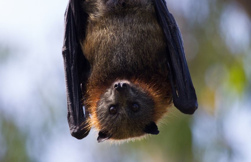 bambino muore di rabbia dopo il contatto con un pipistrello il caso che riaccende l8217allarme sui rischi delle esposizioni non riconosciute da Dayitalianews.com bambino muore di rabbia dopo il contatto con un pipistrello il caso che riaccende l8217allarme sui rischi delle esposizioni non riconosciute