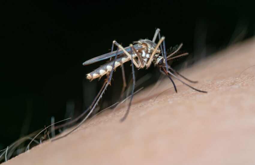 west nile contagi in crescita pi249 di 300 casi in italia latina sale e supera roma da Dayitalianews.com west nile contagi in crescita pi249 di 300 casi in italia latina sale e supera roma