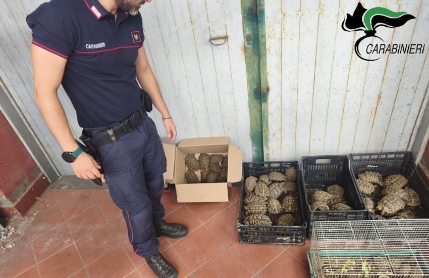 trecastagni blitz dei carabinieri in un8217abitazione sequestrate 102 tartarughe protette da Dayitalianews.com trecastagni blitz dei carabinieri in un8217abitazione sequestrate 102 tartarughe protette