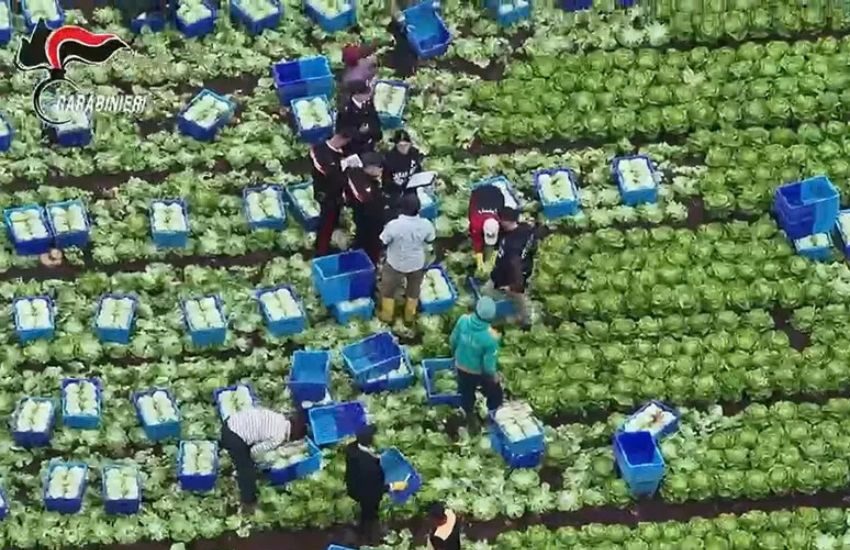 caporalato nel casertano lavoratori sfruttati fino a 14 ore al giorno scattano i provvedimenti da Dayitalianews.com caporalato nel casertano lavoratori sfruttati fino a 14 ore al giorno scattano i provvedimenti